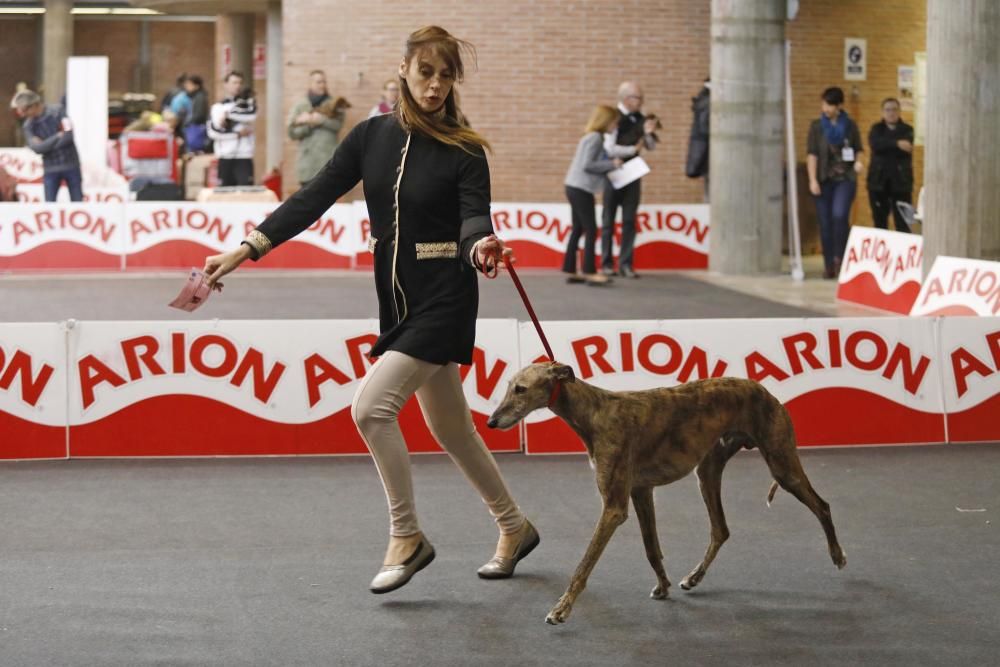 Expocanina 2018