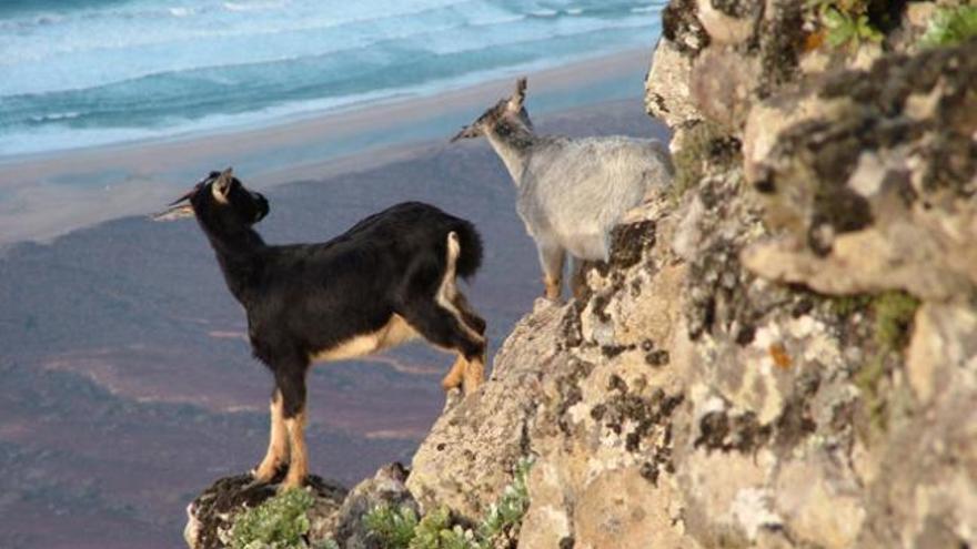 Gran Canaria ha abatido 213 cabras asilvestradas en los últimos cinco meses