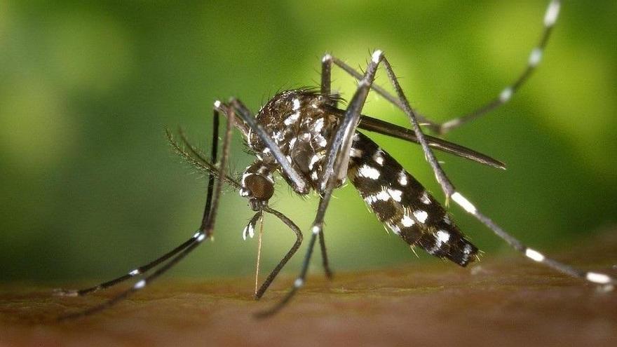 Experts alerten sobre el perill de la picada de mosquit tigre a nadons