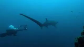 Espectacular encuentro entre unos submarinistas y un tiburón en Lanzarote