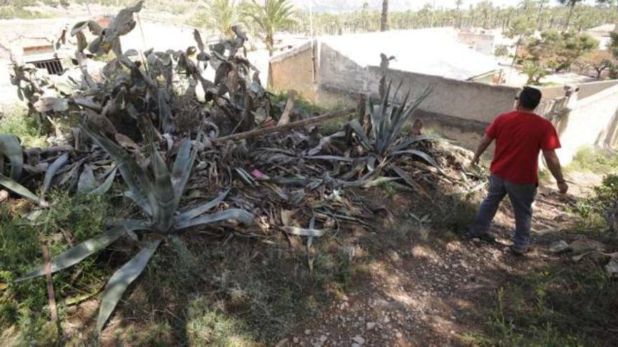 San Antón urge a fumigar contra la plaga que asola las paleras en la sierra