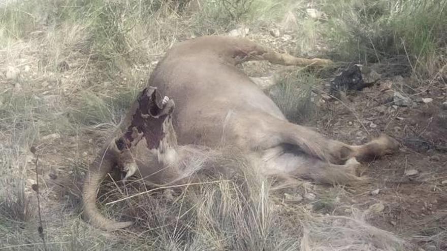 Aparece el cadáver de un arruí adulto en los Chaparrales