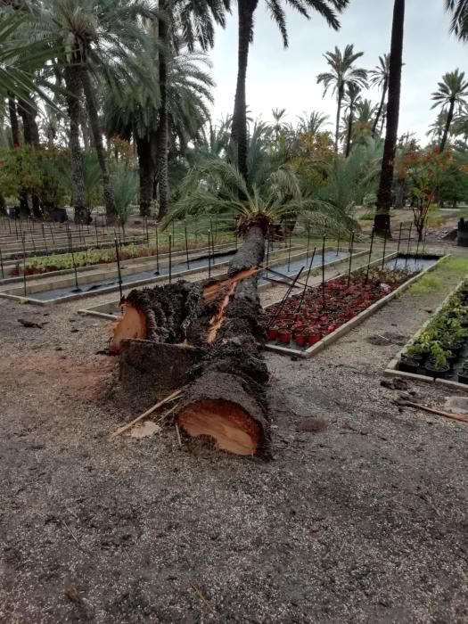 Daños de la borrasca Gloria en Elche