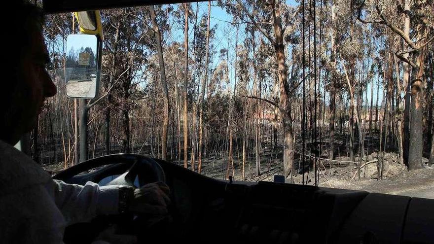 Un chófer de autobús conduce por una carretera de As Neves con todo el bosque quemado. // A. Hernández