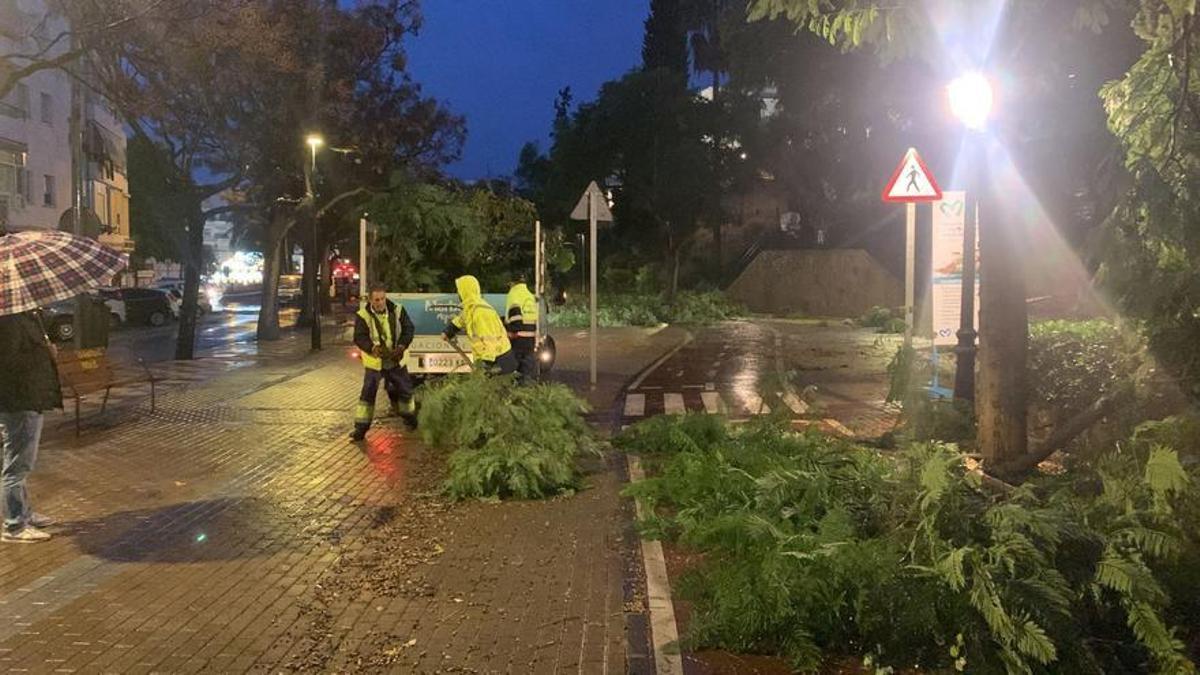 Retiran ramas de árboles desprendidas por el viento en Marbella.