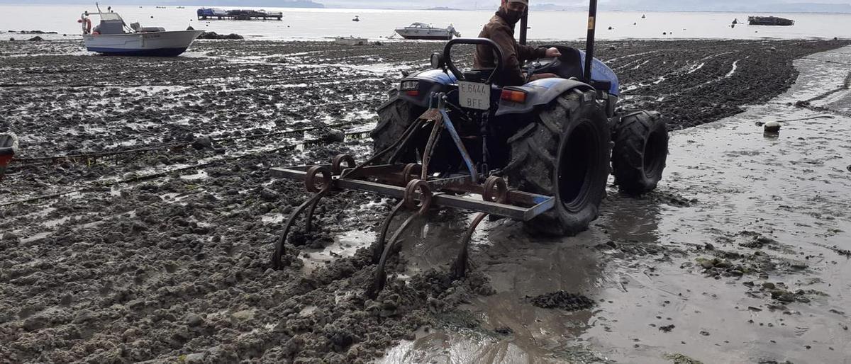 Trabajos de arado del lecho marino, aprovechando la bajamar.