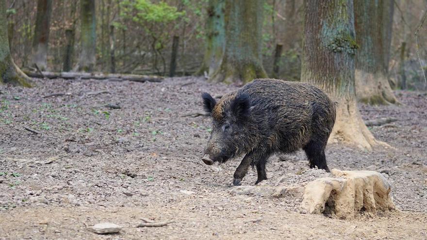 Medio Ambiente busca la fórmula para combatir al jabalí en entornos urbanos