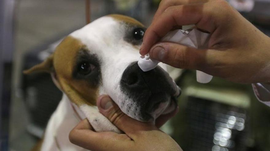 Los veterinarios piden vacunar a perros y gatos.