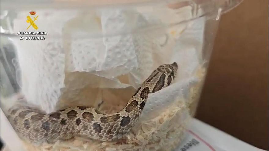 Localizan una serpiente viva en un envío irregular a Navarra a través de una empresa de paquetería