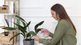 Estas son las plantas que debes plantar en otoño