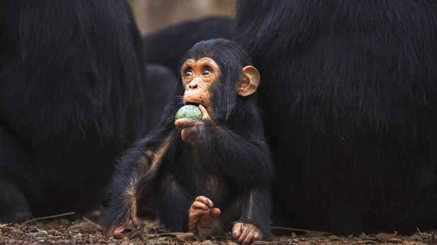 Piden mayor dureza contra el tráfico de primates en España