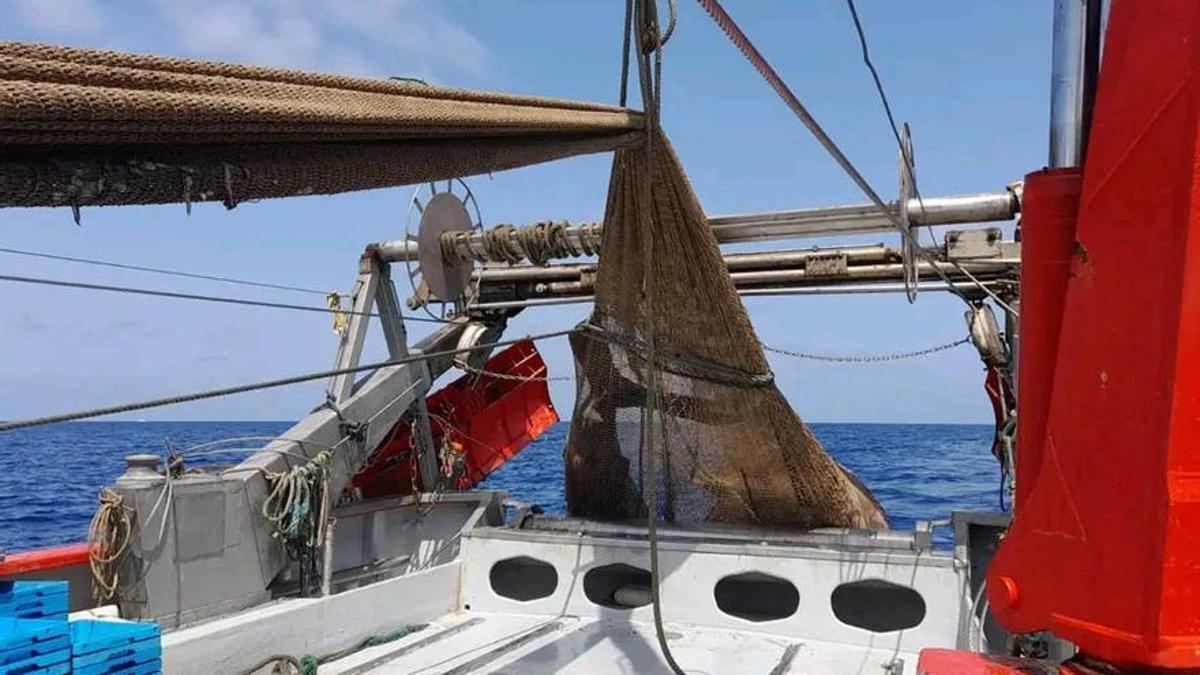 La cola del tiburón peregrino asoma entre las redes. La tripulación no sacó del todo del agua al escualo. MARC ROS