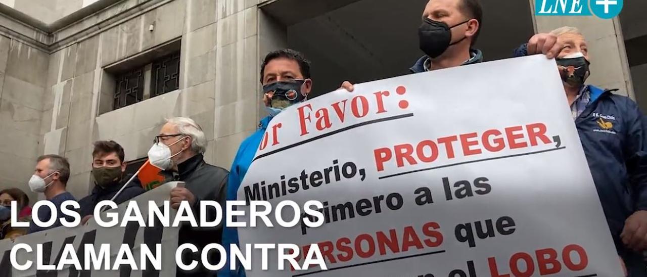 Los ganaderos claman en Oviedo contra el blindaje del lobo: "Cada año pierdo la mitad de mi rebaño"
