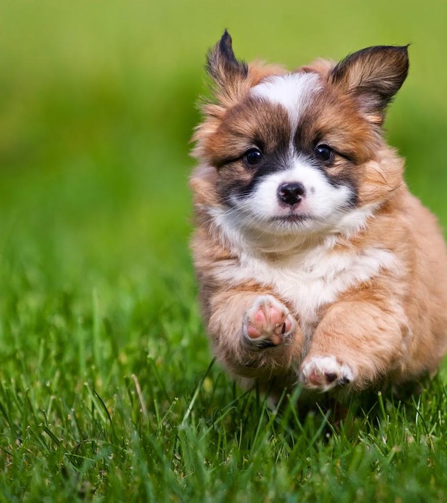 ¡Elimina el pelo de mascotas rápido y sin sudar con este truco!