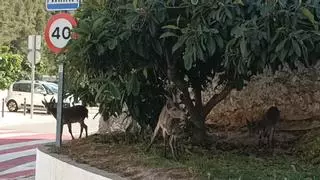 Las cabras pasean por Sumacàrcer en busca de agua ante la falta de lluvia