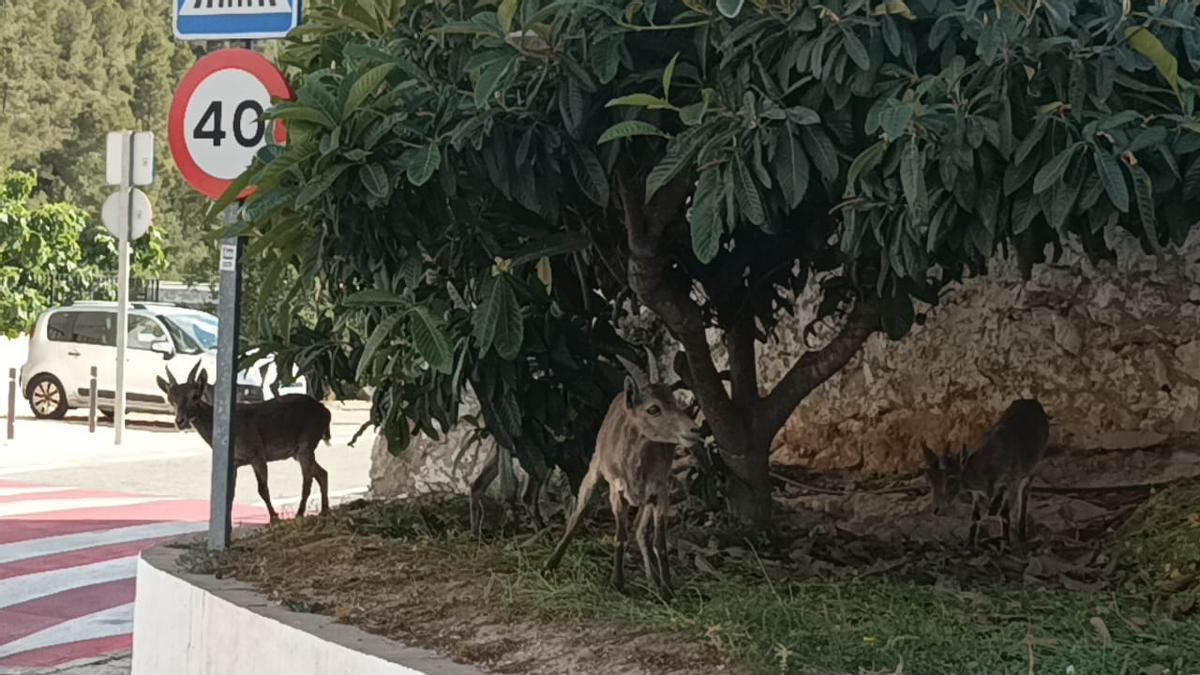 La sequía vuelve a acercar las cabras a Sumacàrcer