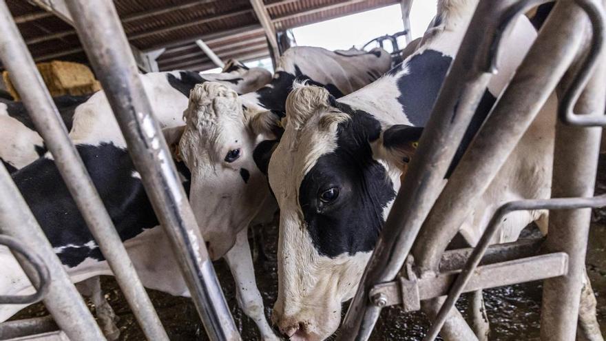 Detectado en Tineo el primer foco de lengua azul de este año en Asturias: hay dos animales afectados
