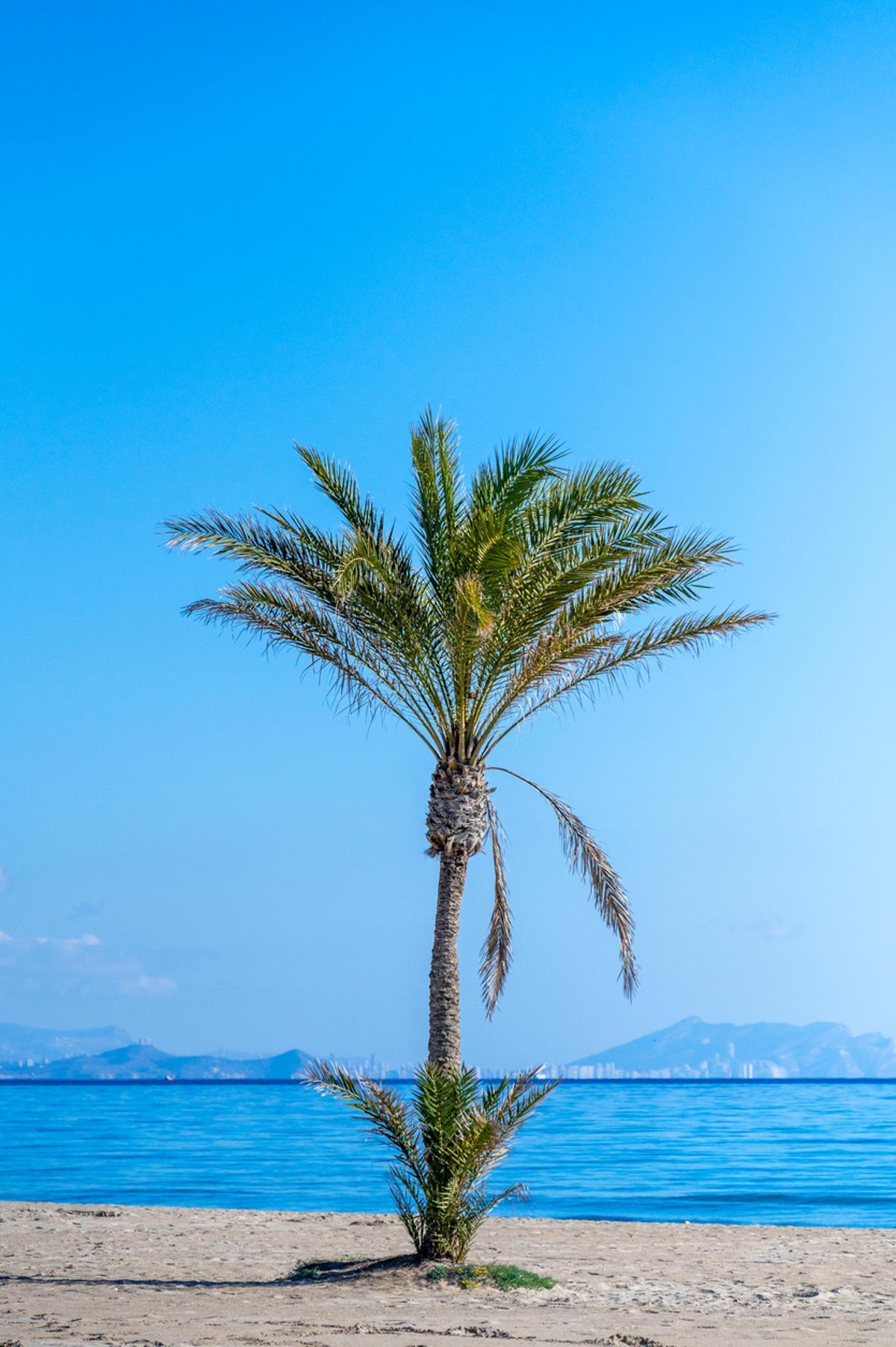 Palmera en la Playa de San Juan