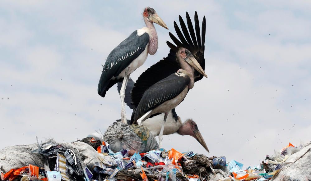 Marabou storks stand on a pile of recyclable ...