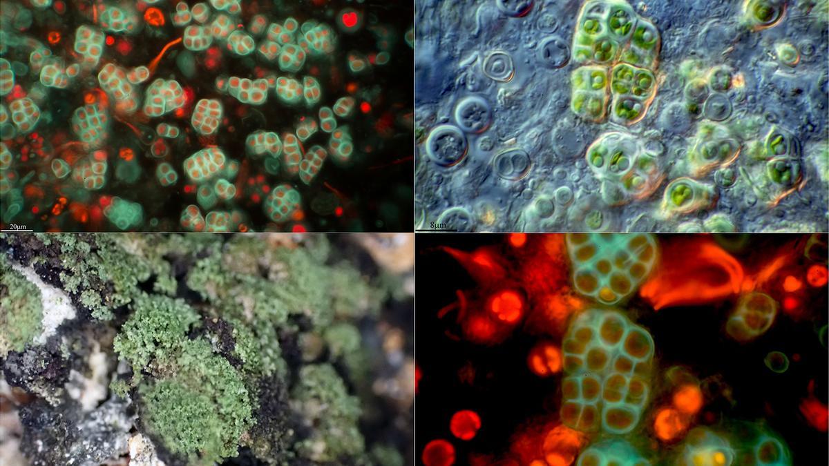 Diferentes tomas de una cianobacteria del género Gloeocapsopsis fotografiada con diferentes técnicas microscópicas (contraste de interferencia, DIC y epifluorescencia .