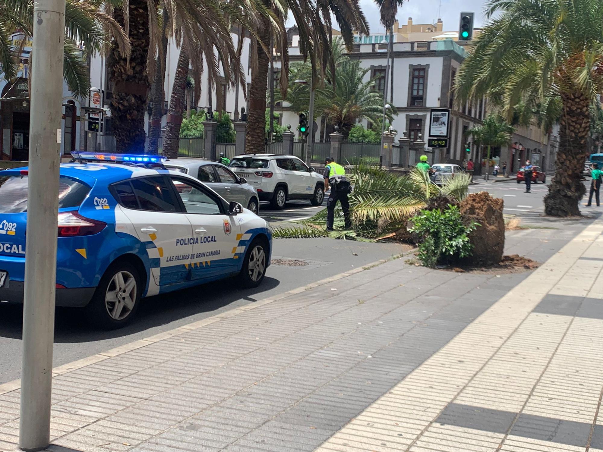 Caída de una palmera en la calle Muelle Las Palmas