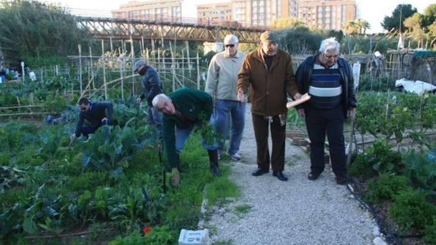 Gandia sube a 80 euros la  tasa de los huertos ecológicos