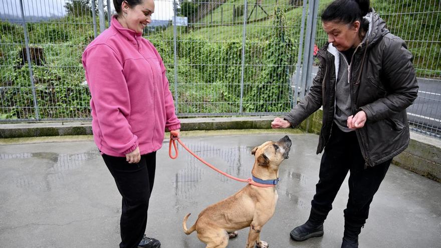 Perros potencialmente amorosos