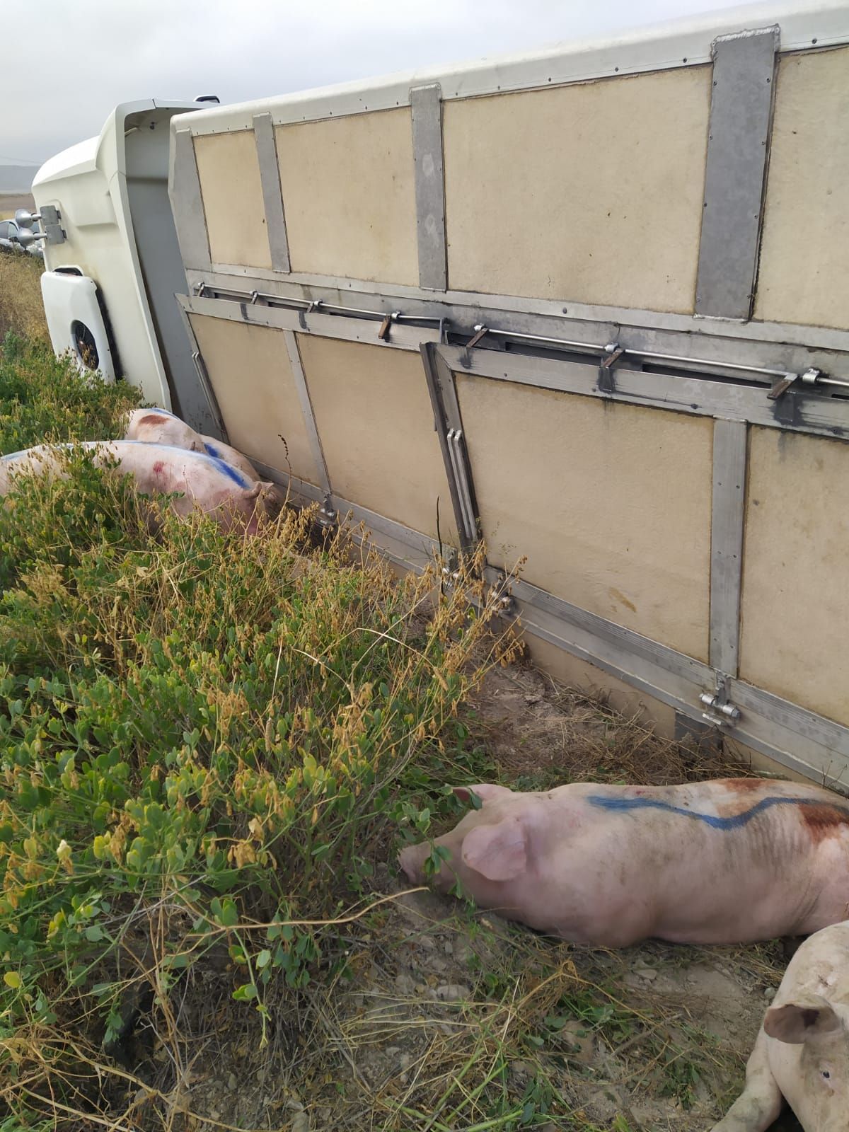 Al volcar el camión, los cerdos se han salido del mismo.