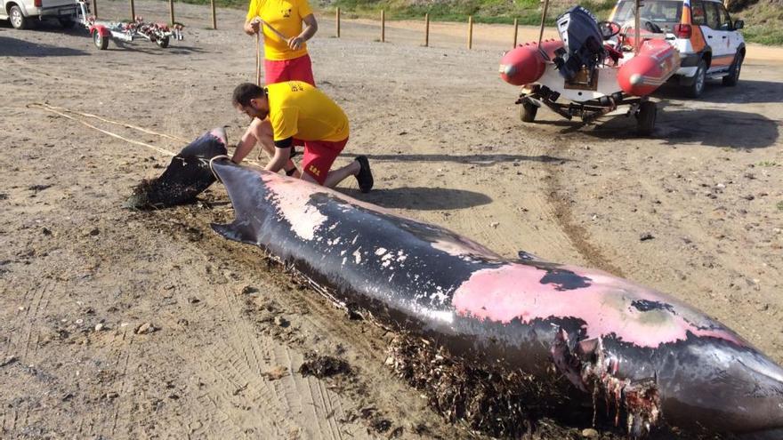 Operarios municipales retiran el animal de la playa