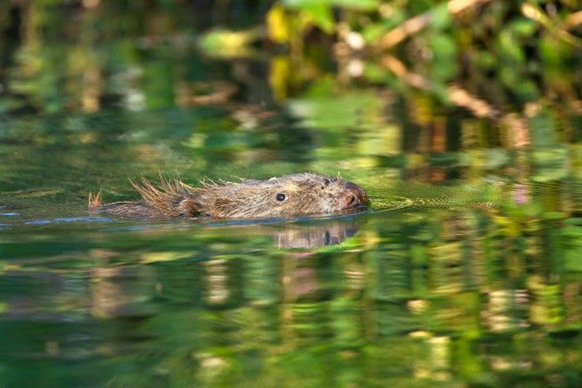 Parque nacional Biesbosch (Países Bajos)