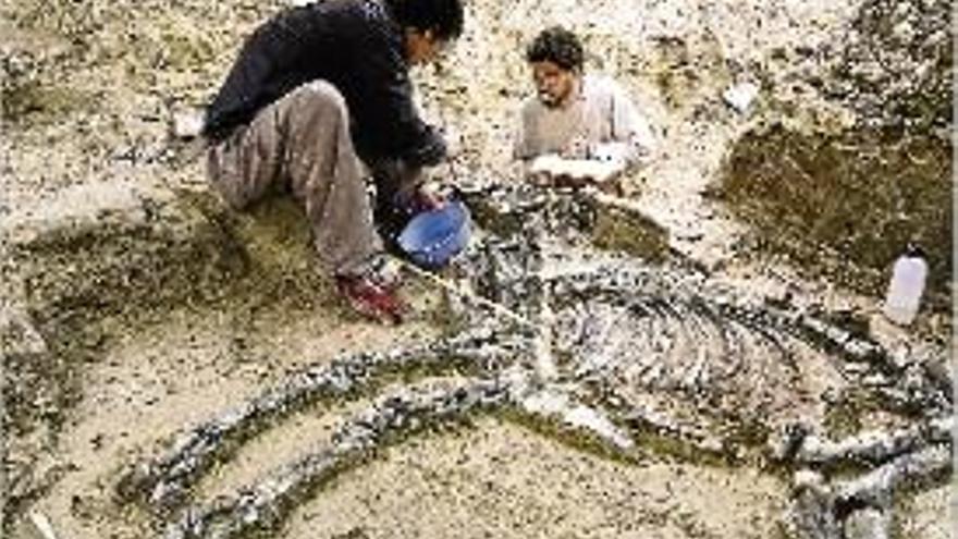 Una de les restes fòssils trobada els darrers anys al Camp dels Ninots.