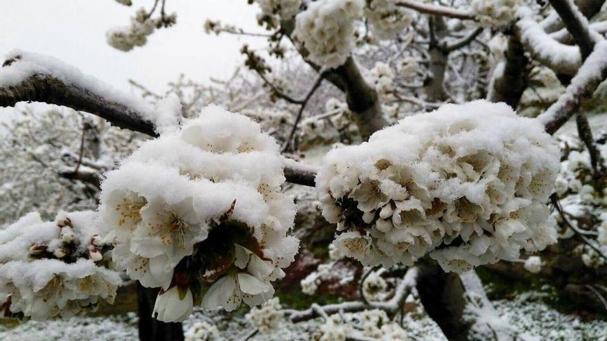 UPA-UCE Extremadura calcula que las pérdidas del cerezo alcanza el 60%