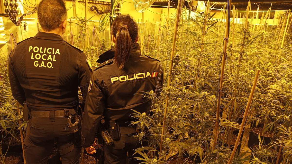 Plantación de marihuana incautada en Elche gracias a la operación conjunta de la Policía Local y de la Policía Nacional.