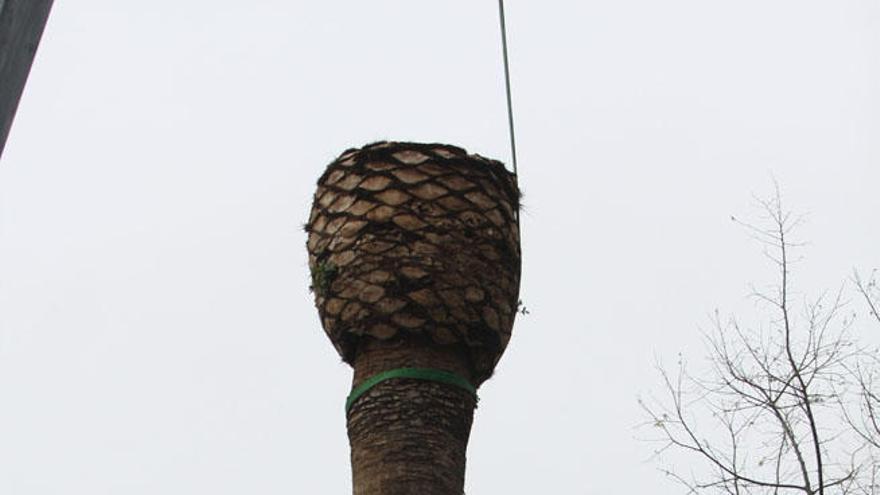 Un operario tala una palmera.