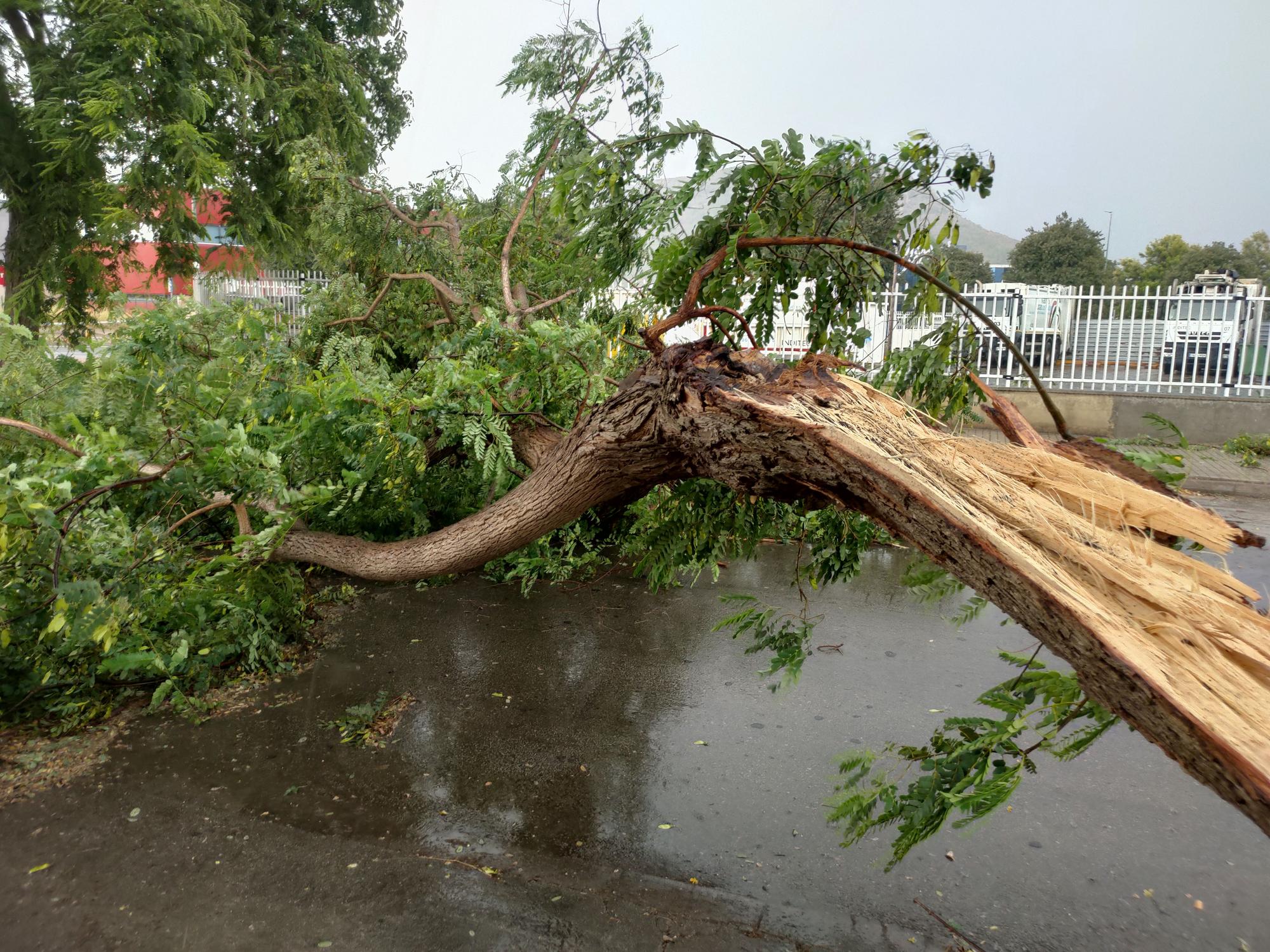 Ramas caídas y árboles arrancados en Xàtiva tras la tormenta del fin de semana