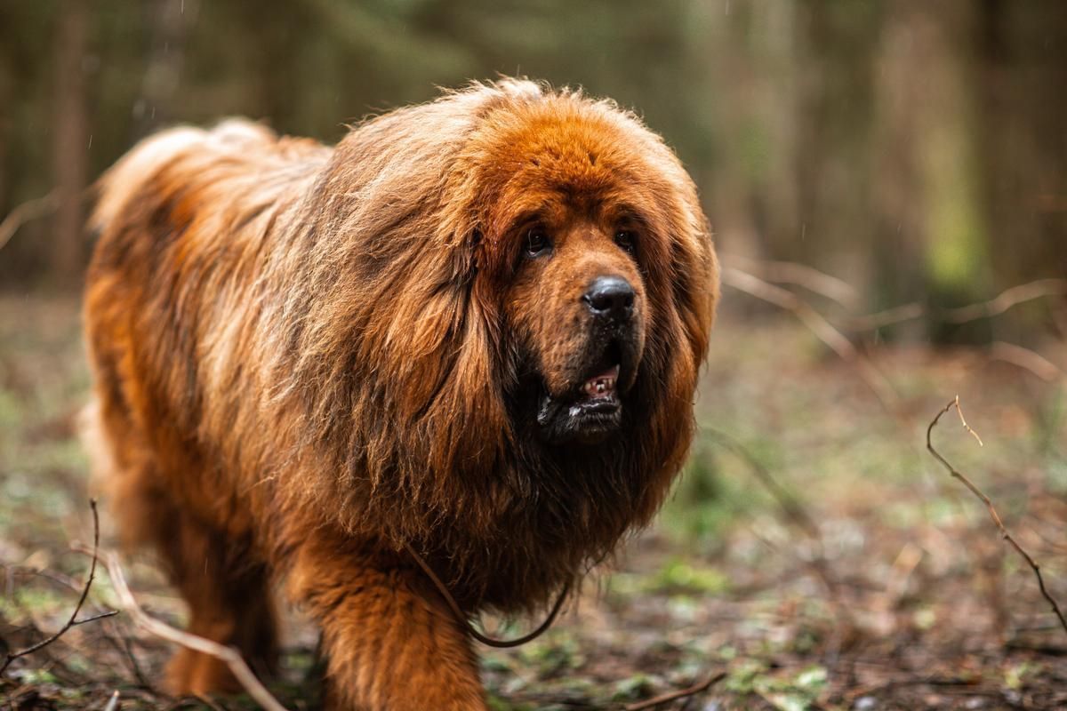 Mastín Tibetano.