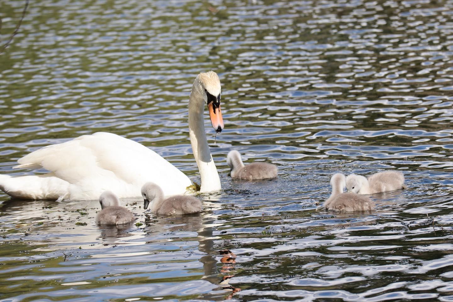 'Baby boom' de cignes al llac de Puigcerdà