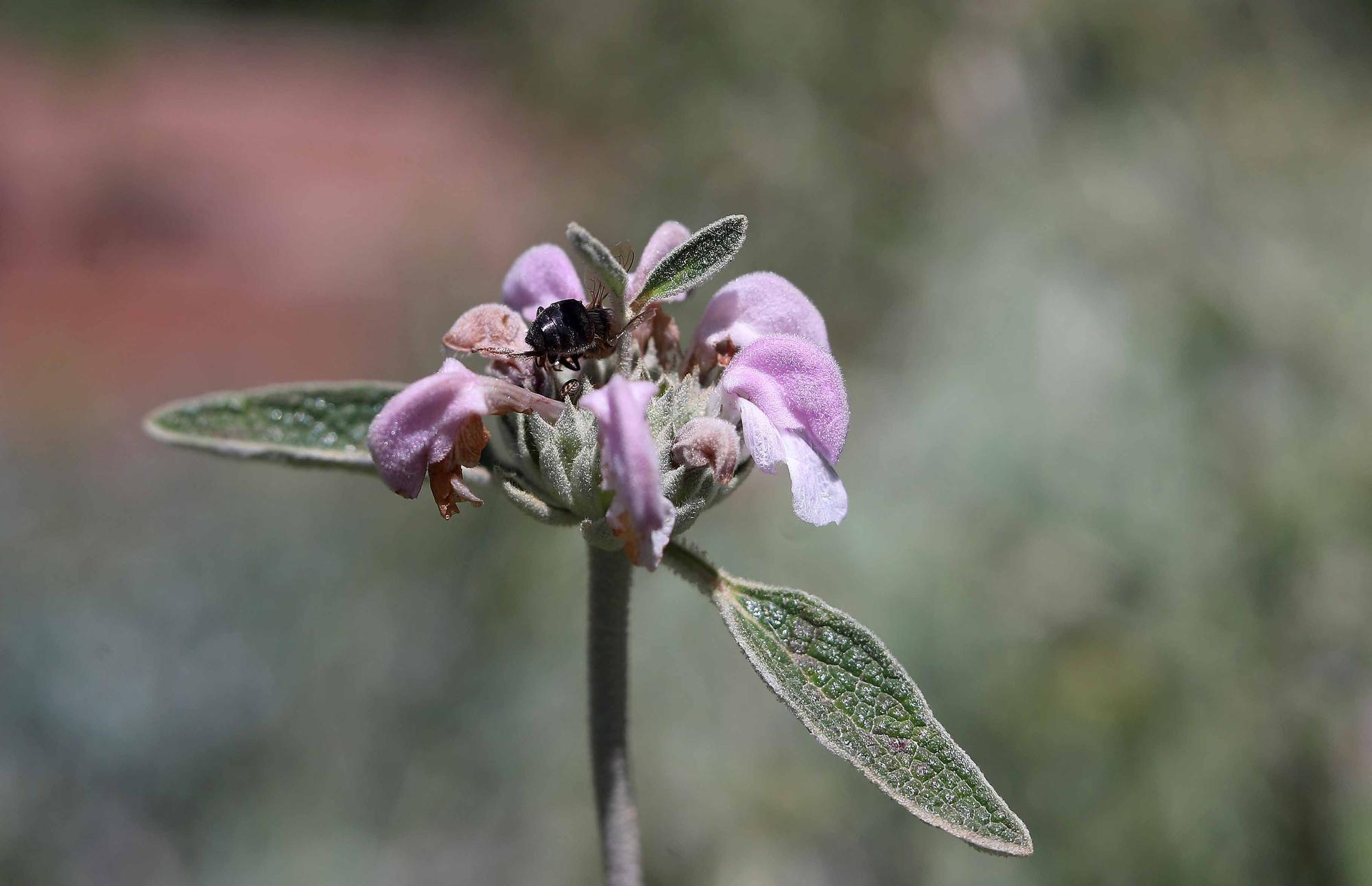 Las flores del Jardín Botánico en primavera