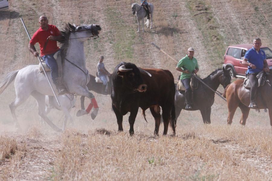 Encierro de campo en Villaescusa