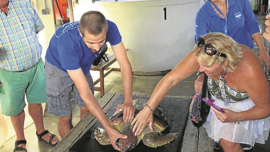 L’Oceanogràfic de València ‘recupera’ una tortuga