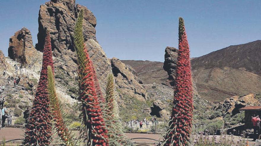 El volcán del Teide con varios ejemplares de tajinastes rojos en flor en el Parque Nacional del Teide.