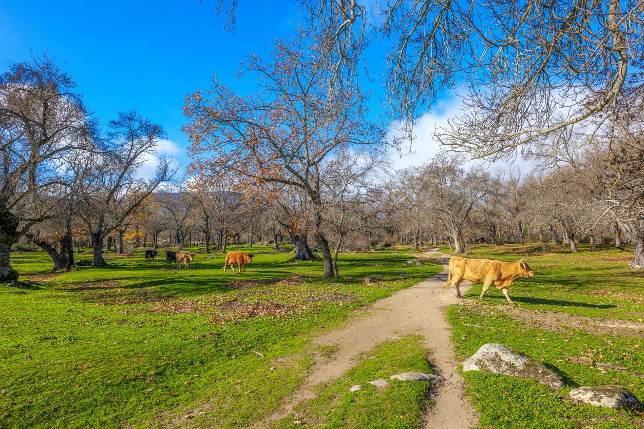 Una de las rutas de senderismo cercanas a El Escorial en el bosque de La Herrería