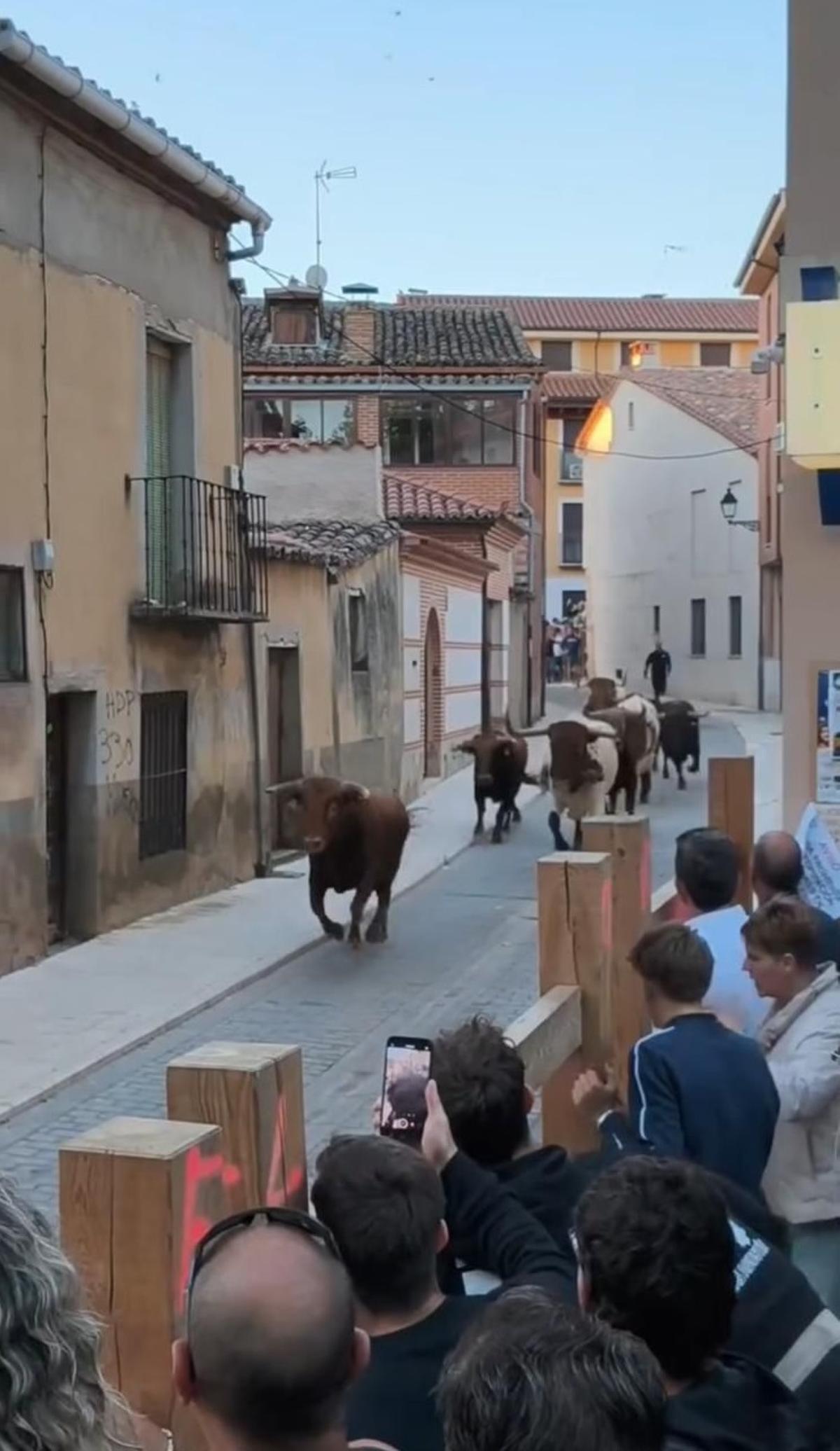 Último encierro urbano de las fiestas de Toro.