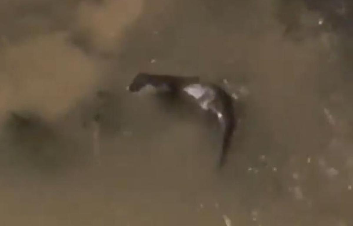 Nutria en el entorno del río Manzanares, en Madrid.