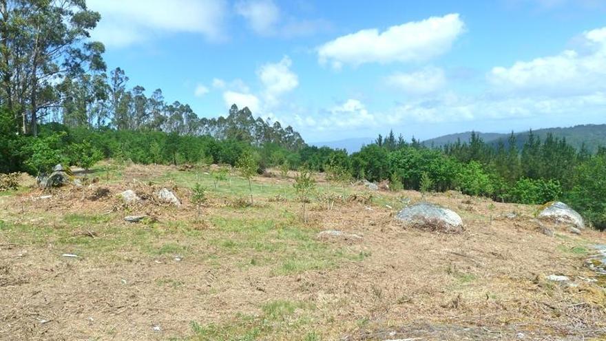 Aspecto de la finca que fue adecentada por los comuneros.