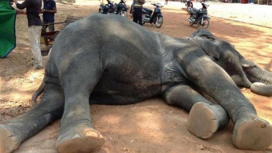 Polémica en Camboya por la muerte de un elefante tras transportar a turistas