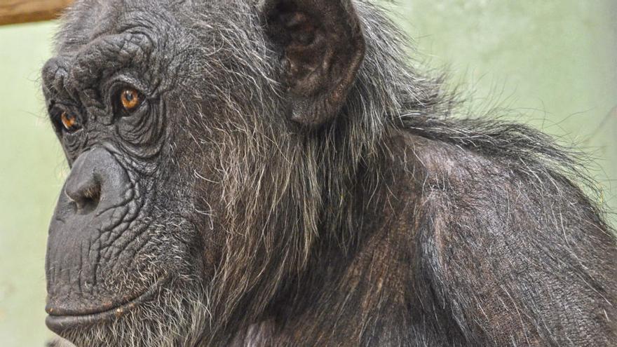 Excepcional nacimiento de dos mellizos de chimpancé en Bioparc