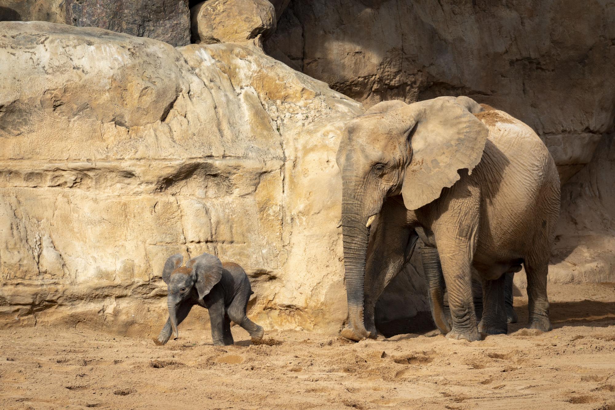 Nacimiento en Bioparc del primer elefante africano en la Comunitat Valenciana