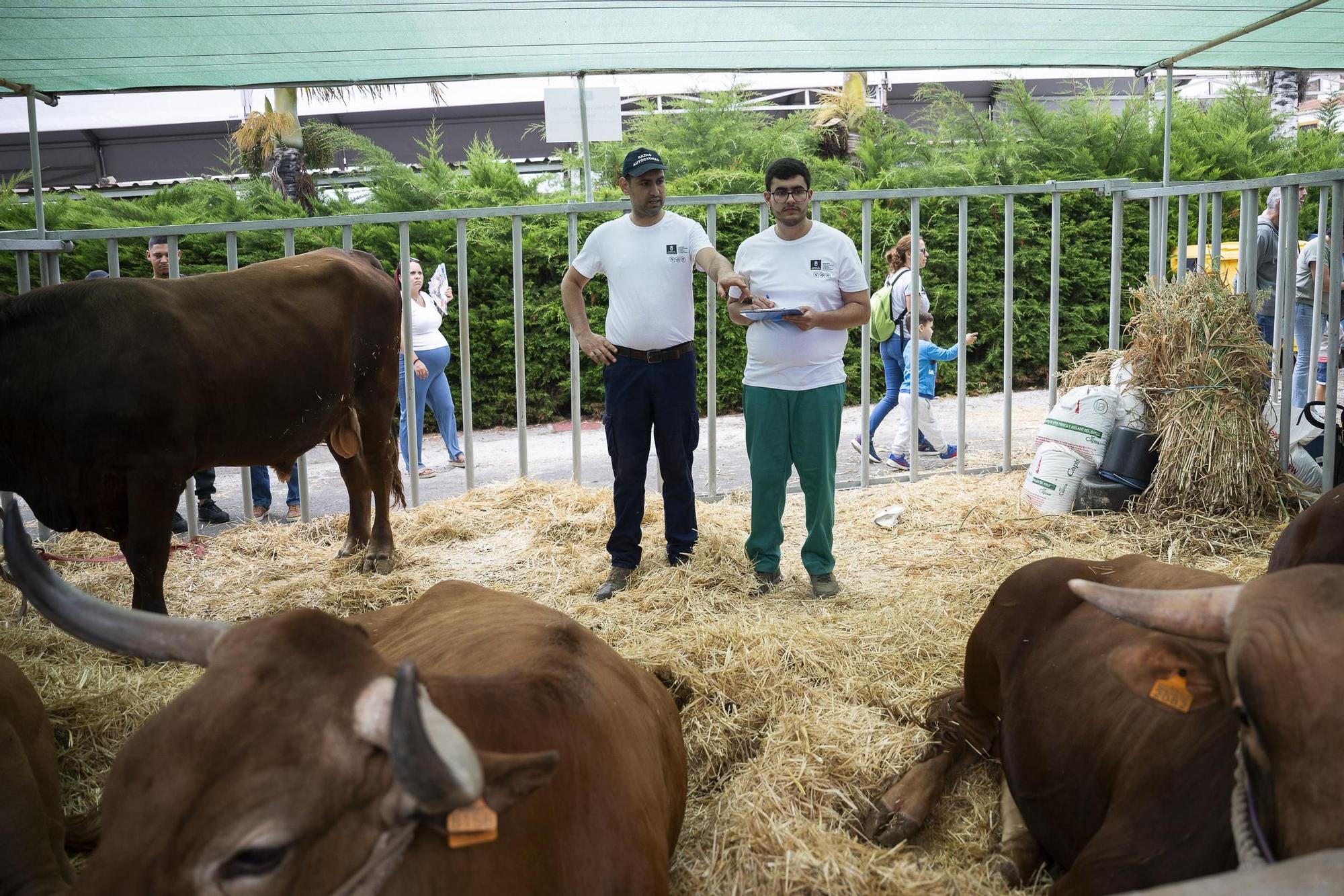 XXXII Edición del Concurso y Exposición de Ganado Selecto