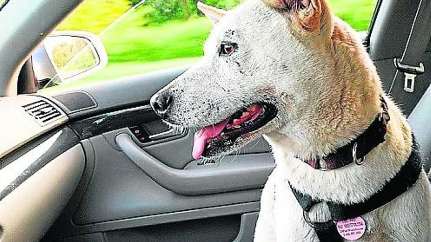 ¿Cómo deben viajar los perros en coche?